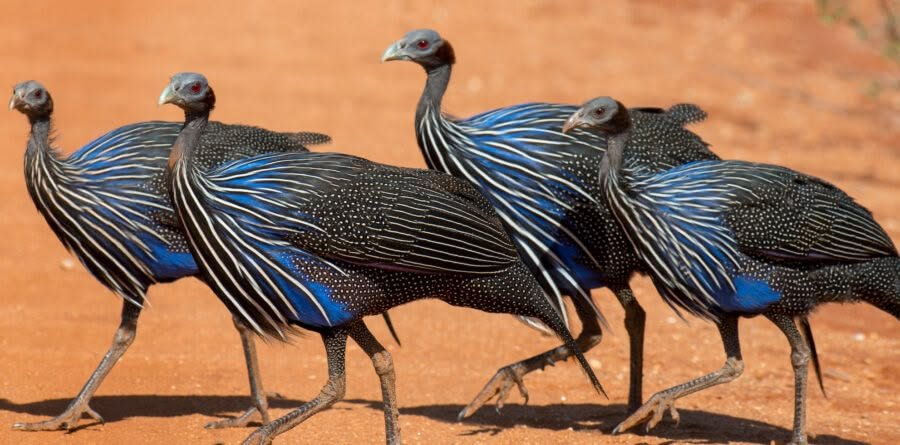 Vulturine Guineafowl